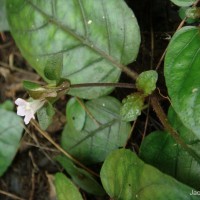 Strobilanthes reptans (G.Forst.) Moylan ex Y.F.Deng & J.R.I.Wood